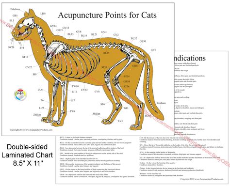 Does Acupuncture Work For Cat Allergies