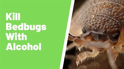 does alcohol affect bed bugs