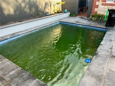 Does Algae Grow In Pool In Winter