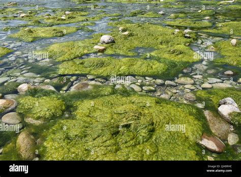 Does Algae Grow In Rivers