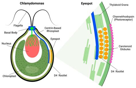 Does Algae Have Flagella