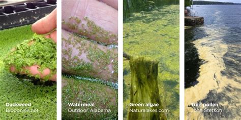 Does Algae Turn Water Green