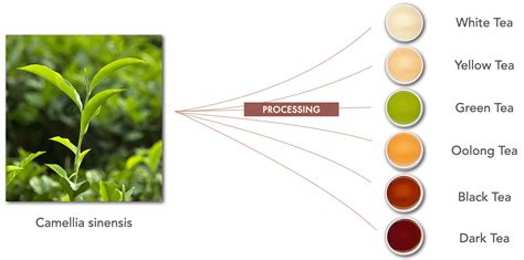 Does All Tea Have Lead