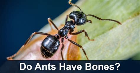 does an ant have bones