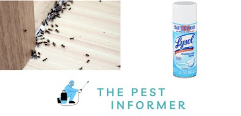 Does Antibacterial Spray Kill Ants