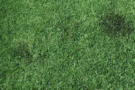 Does Artificial Grass Get Mold