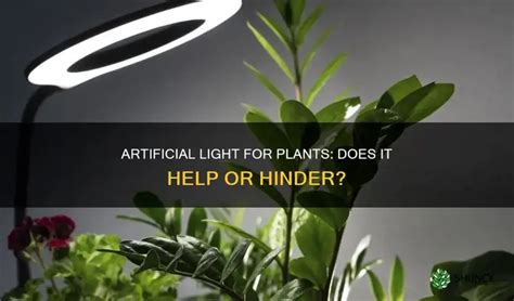 Does Artificial Light Hurt Plants