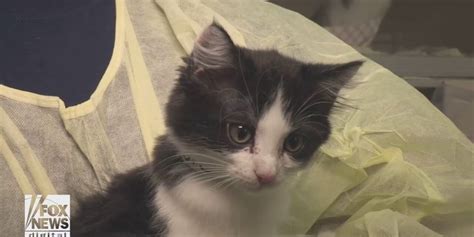 Does Aspca Pick Up Stray Cats