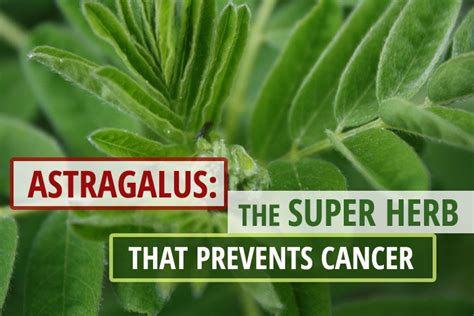 Does Astragalus Lower Cholesterol