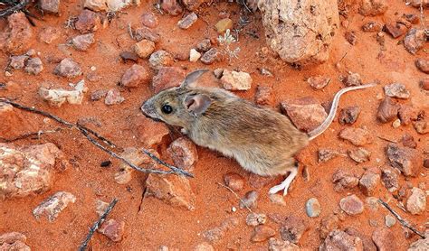 Does Australia Have Native Rodents