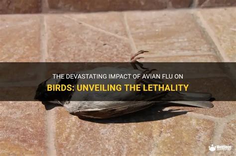 Does Avian Flu Kill Birds