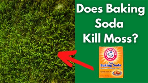 Does Baking Kill Germs