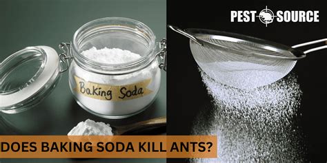 does baking soda can kill ants