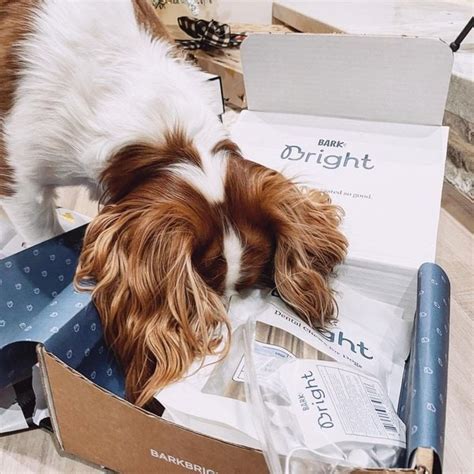 Does Bark Bright Work