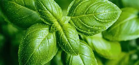 Does Basil Deter Wasps