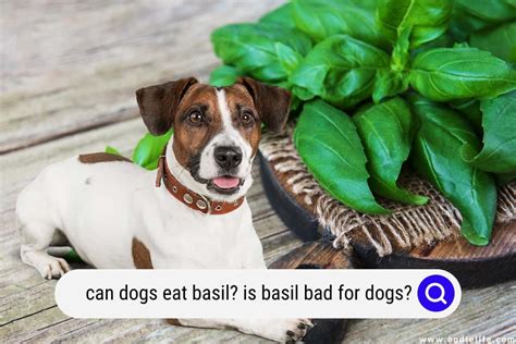 Does Basil Kill Dogs