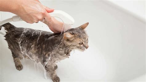 Does Bathing Cat Help With Allergies