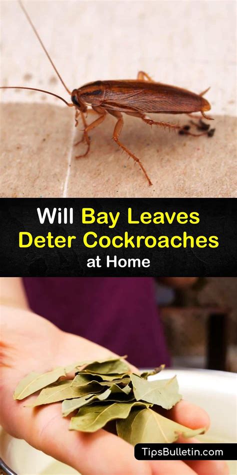 Does Bay Leaf Kill Cockroaches