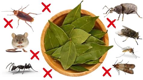 Does Bay Leaves Kill Bed Bugs