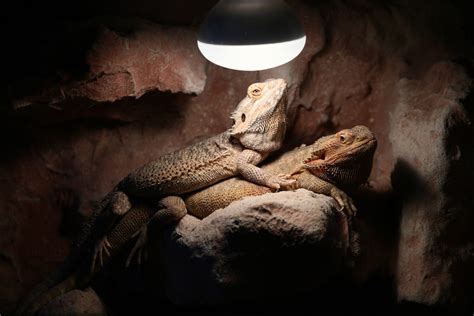 Does Bearded Dragons Need Light At Night