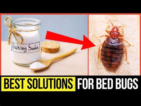 Does Bed Bug Spray Work On Ants