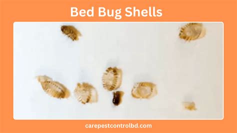 Does Bed Bugs Have A Hard Shell