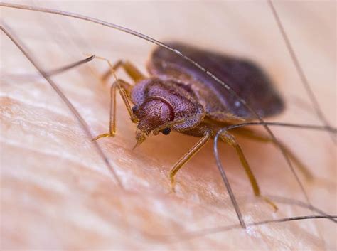 Does Bed Bugs Have Blood