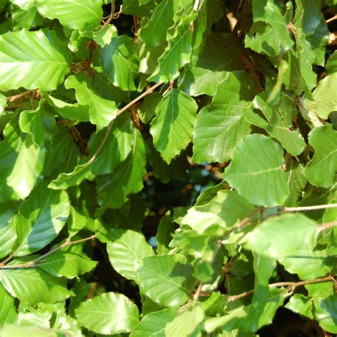 Does Beech Darken With Age