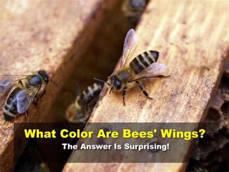 Does Beeswax Attract Bears