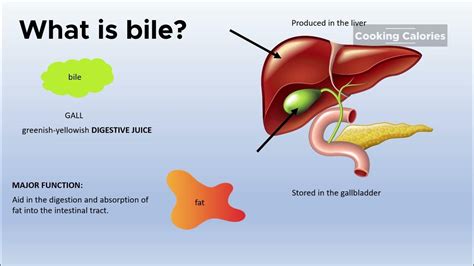 Does Bile Make You Throw Up