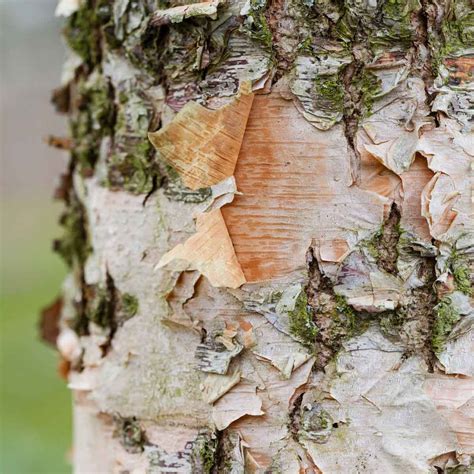 Does Birch Tree Bark Grow Back