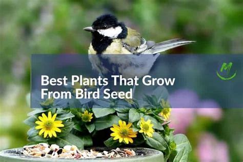 Does Bird Seed Kill Plants