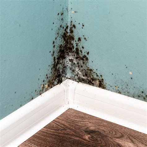 Does Black Mold Wipe Off