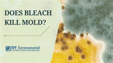 Does Bleach Kill Black Mold On Drywall