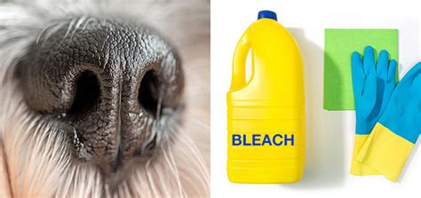 Does Bleach Kill Dog Smell
