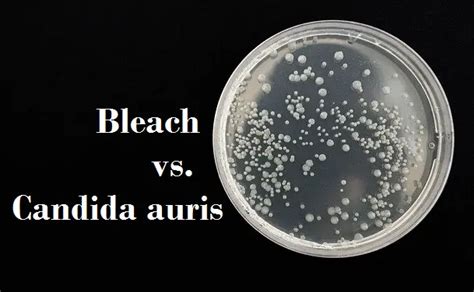 does bleach kill yeast