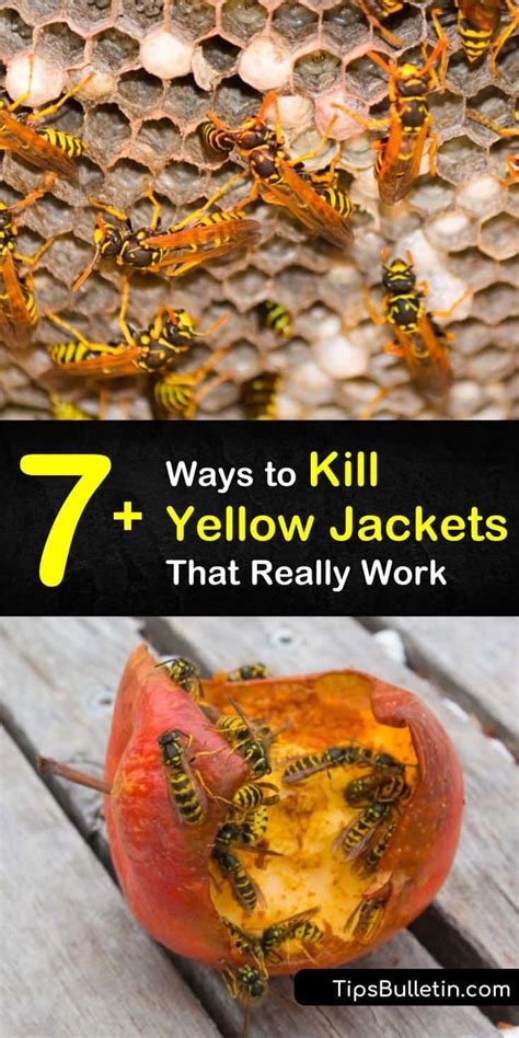 Does Boiling Water Kill Yellow Jackets