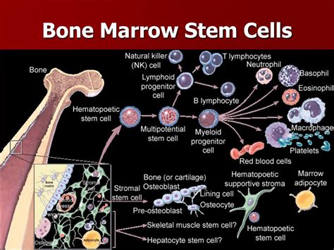 does bone marrow contain stem cells