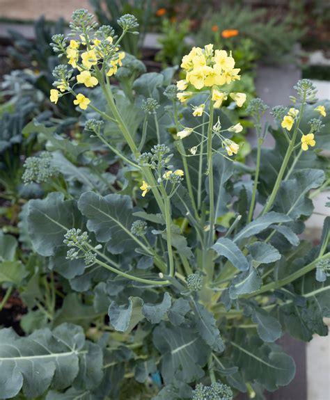 Does Broccoli Plants Flower