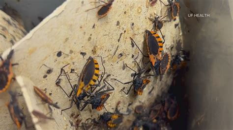 Does Bugs Get Deleted