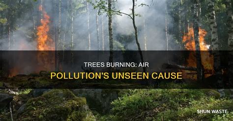 Does Burning Trees Cause Pollution