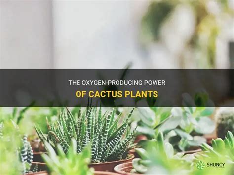 Does Cactus Give Off Oxygen