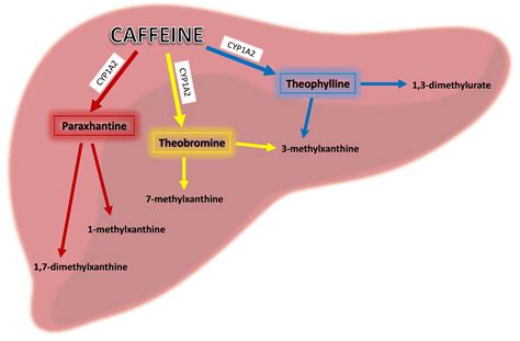 Does Caffeine Affect Insulin Levels