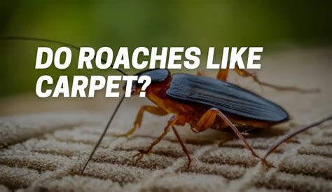 Does Carpet Attract Roaches