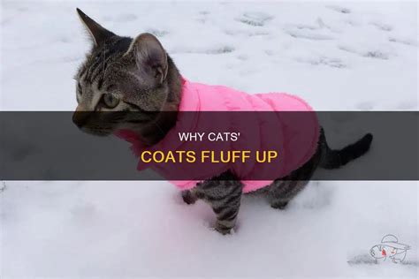 Does Cat Fur Get Thicker In Winter