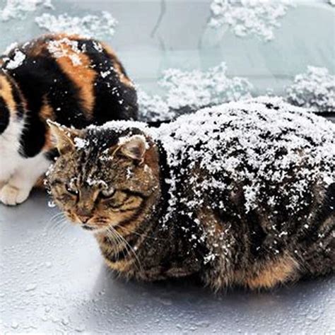 Does Cat Fur Keep Them Warm