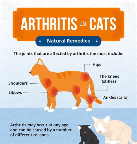 Does Cat Have Arthritis