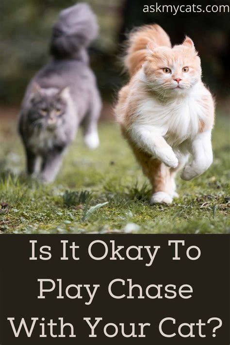 Does Cat Like Being Chased