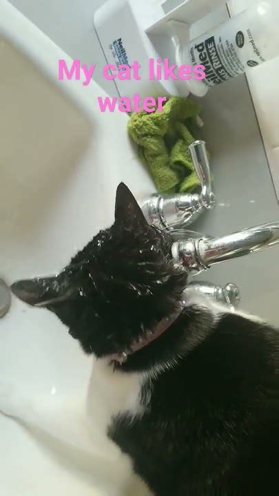 Does Cat Like Water