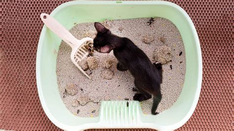 Does Cat Litter Cause Flies